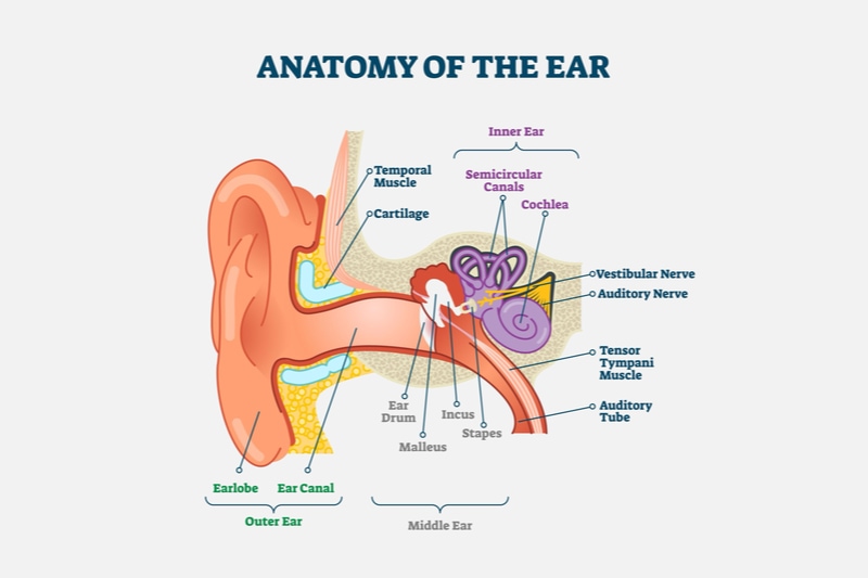 Beyond Ear Pinning